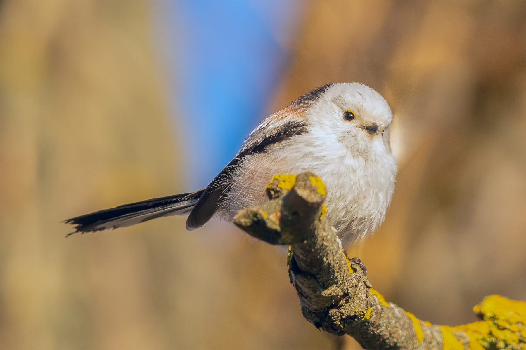 милашка ополовник весна