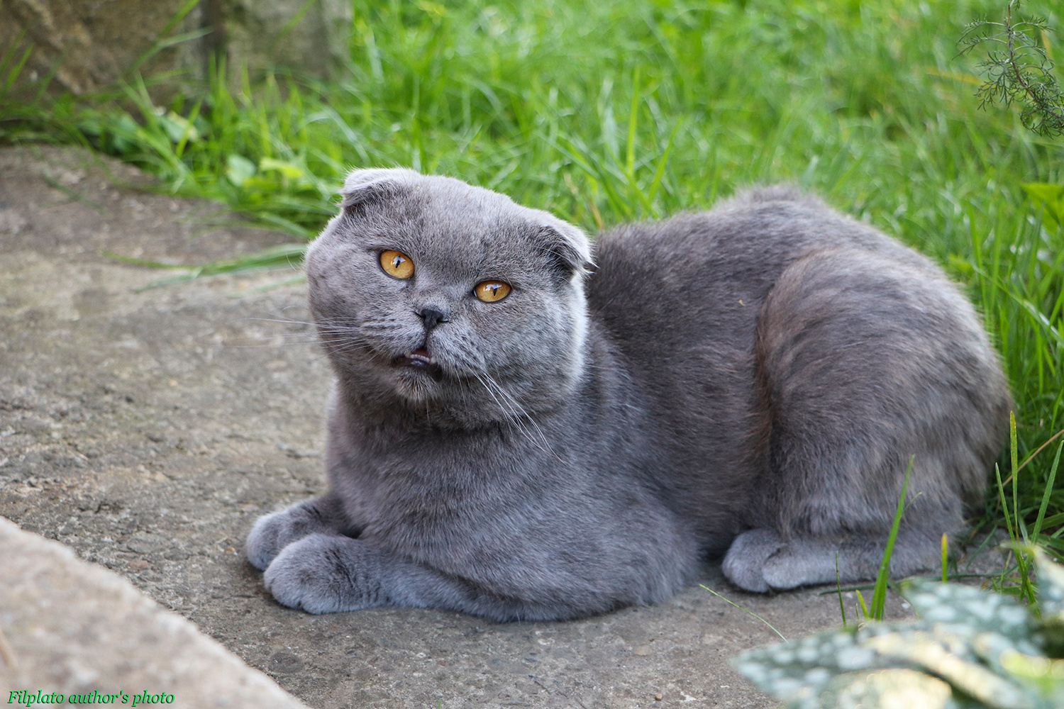 Пушок животные кошки серый кот шотландская вислоухая кошка кошачья улыбка голубой