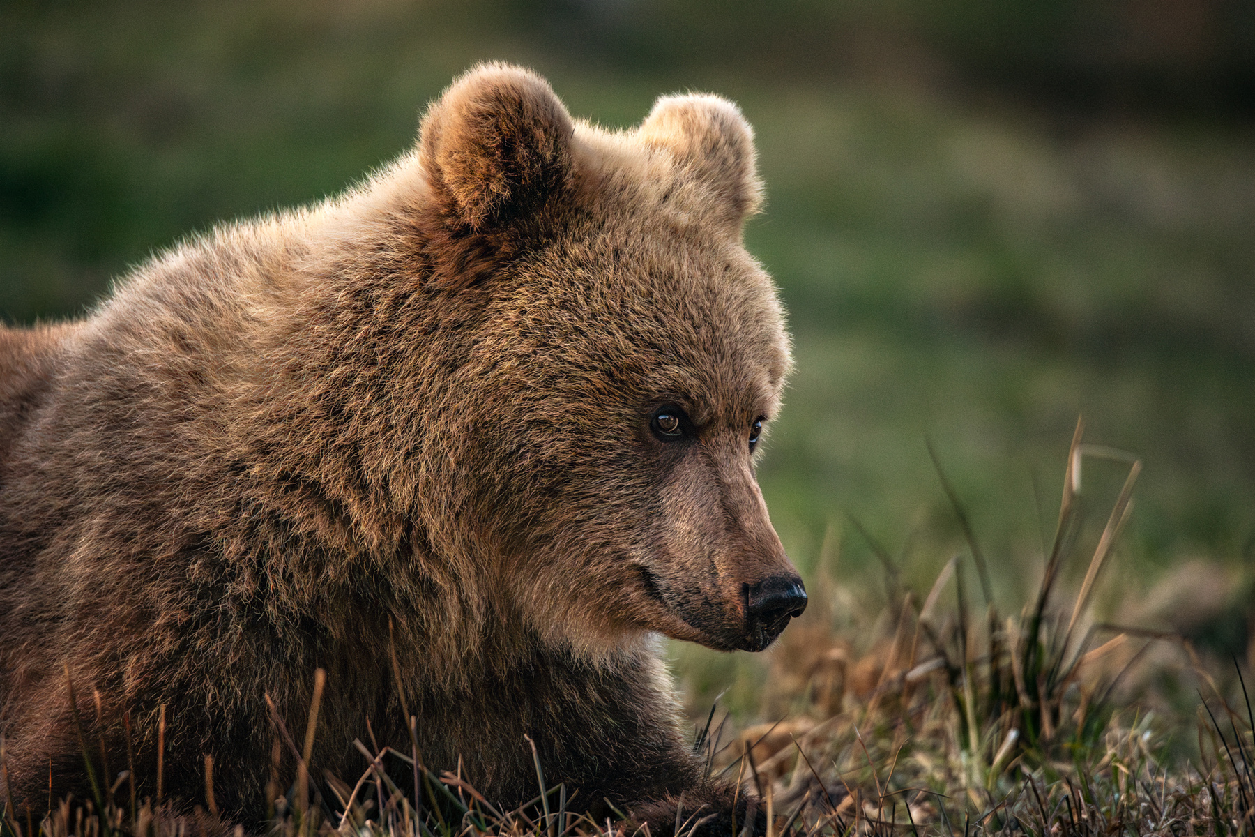 Bear mother. 