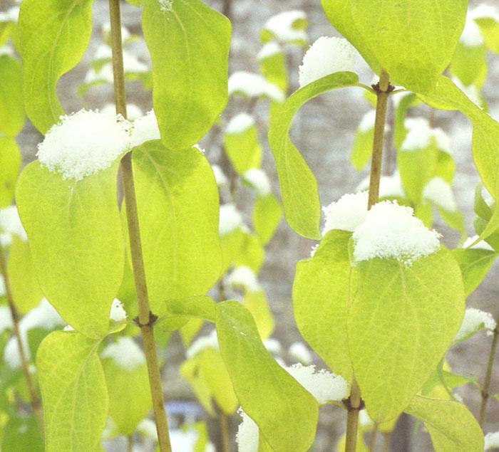 green and white грин парк