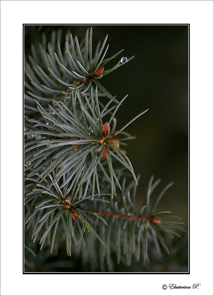 Crying wont help macro nature