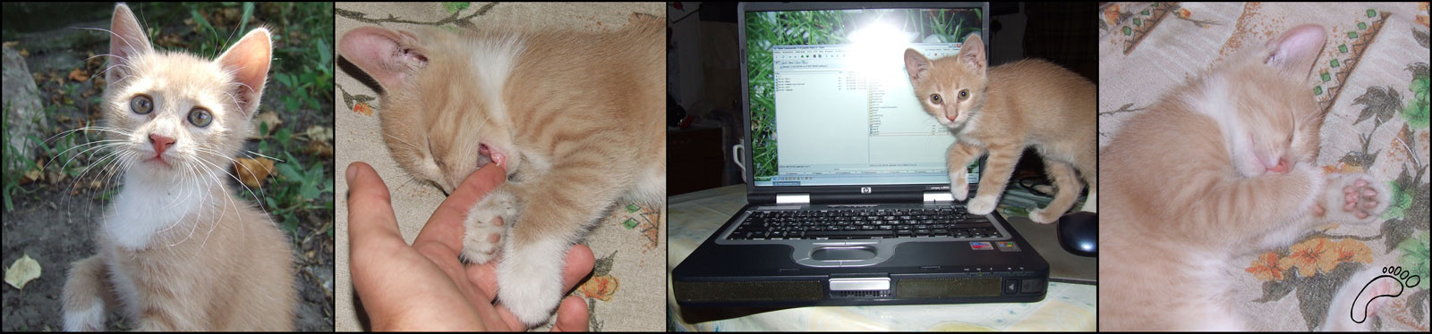 Котя котенок котя