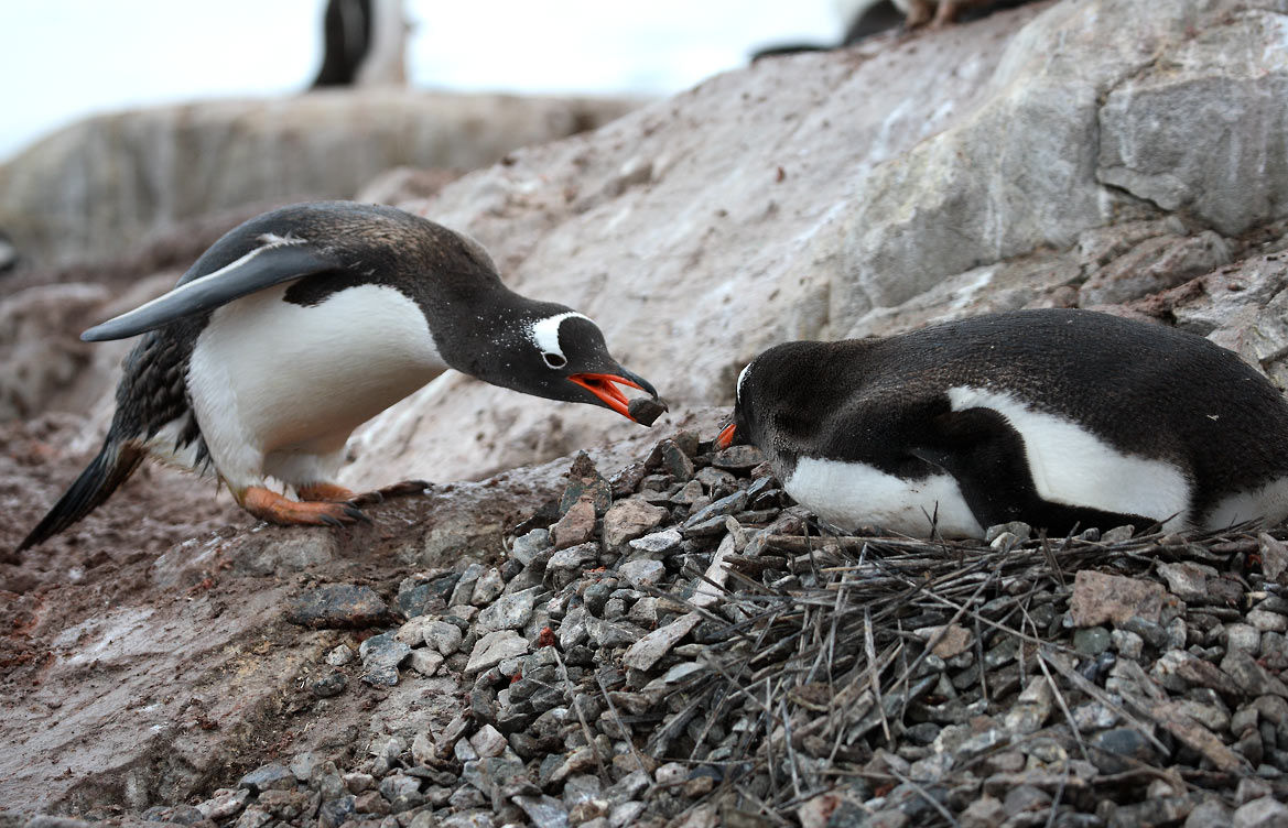 Expansion of accomodation. Gentoo Neko bay