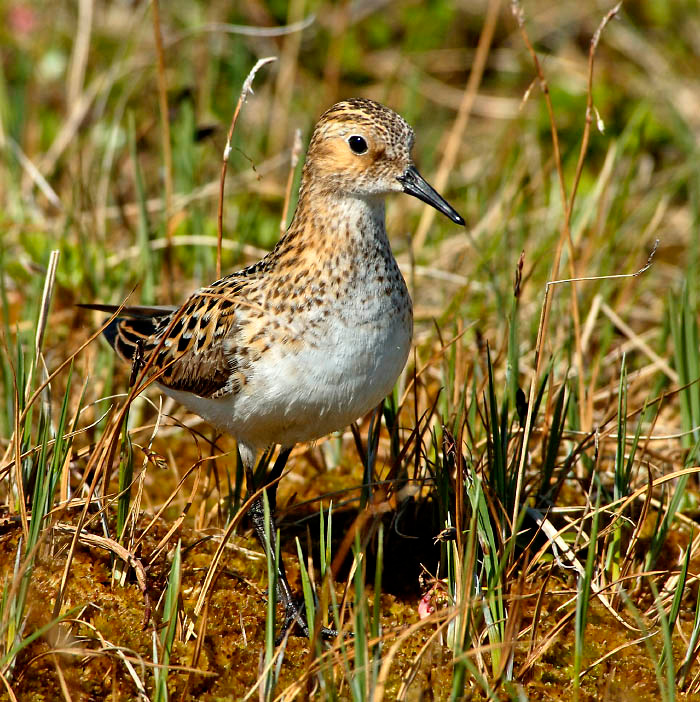 Воробейчик Кулик-воробей, Calidris minutus, Little Stint, Tobseda, Barents Sea, Arctic