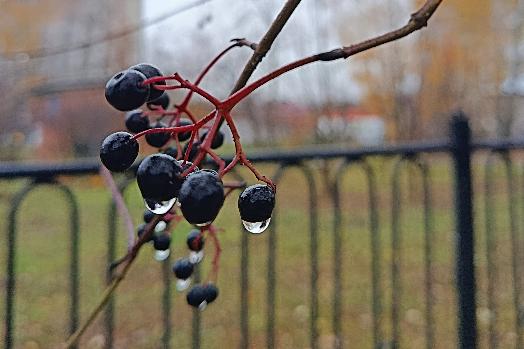 Осенний дождь. Осень природа в городе дождь крупный план