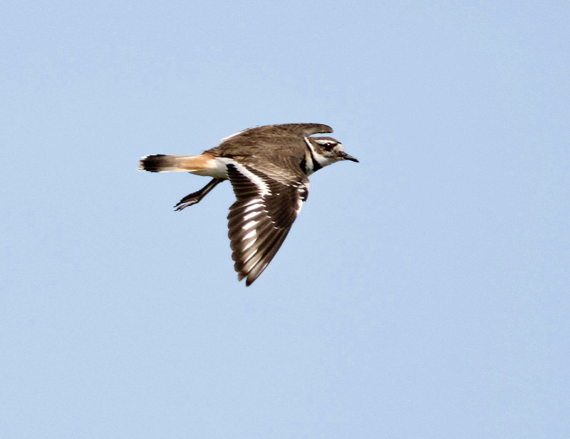 kildeer 