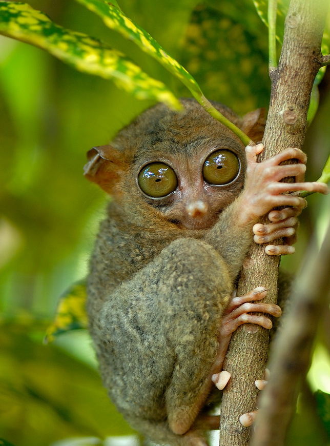 TARSIER долгопят