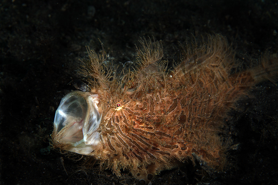 Чудо-Юдо... Hairy, frogfish, Волосатая, рыба-лягушка