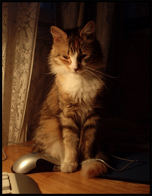 Кошка с мышкой Кошка мышка