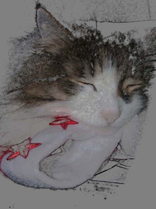 мой котик) 