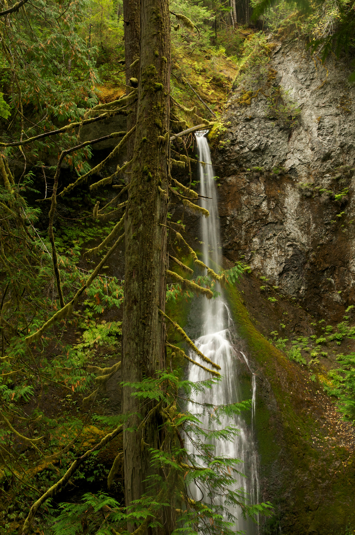 Waterfall Olympic National Park Of Washington USA 