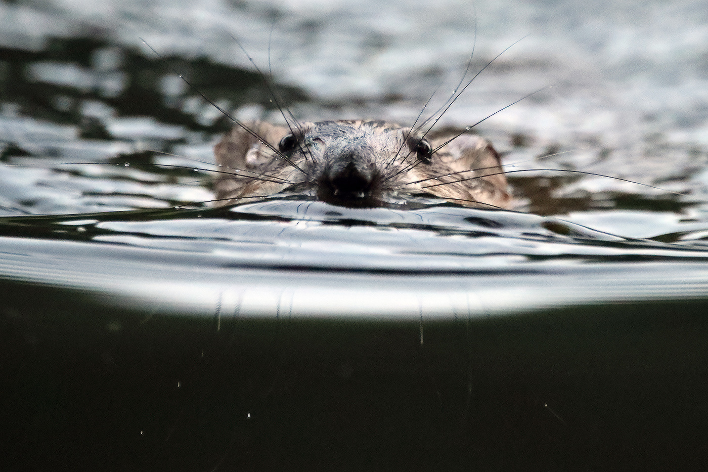 усатая Ondatra zibethica ондатра beaver-rat musquash squash muskrat усы