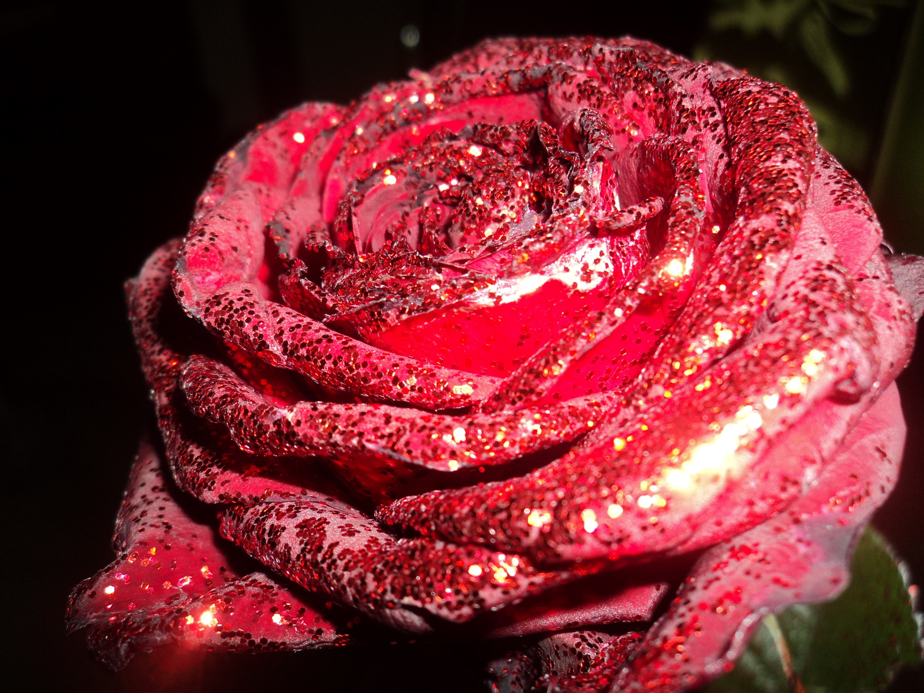 Christmas Rose 