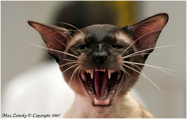 ~Roarrrr... ***
