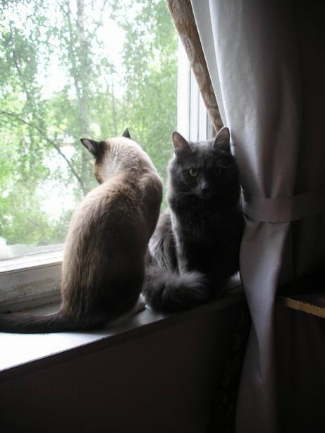 инь-янь кот окно кошка