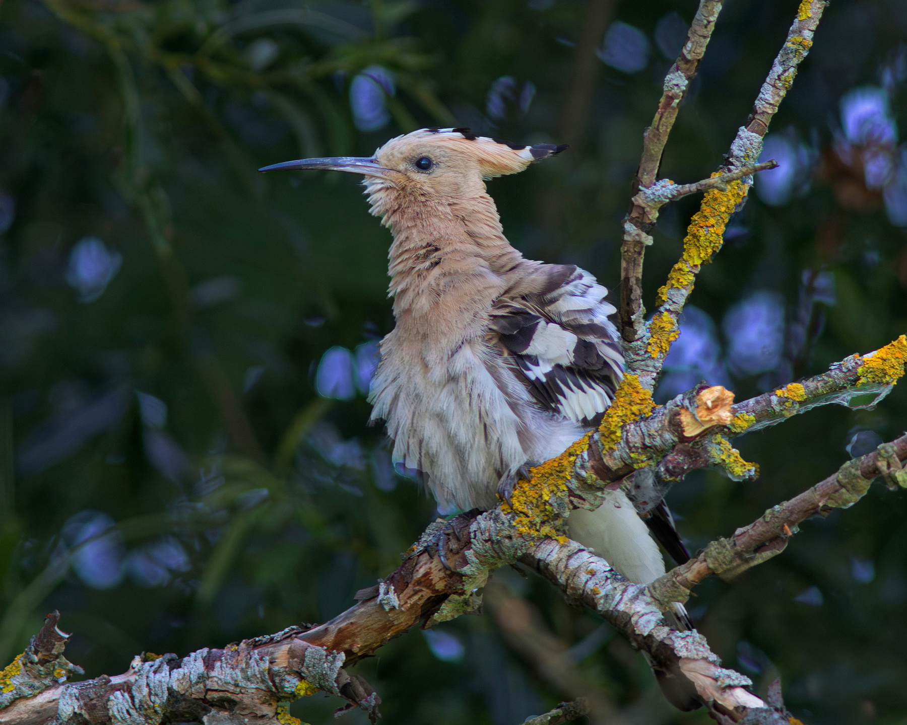 Удод на Куршском заливе Зелёный дятел Picus viridis Green woodpecker