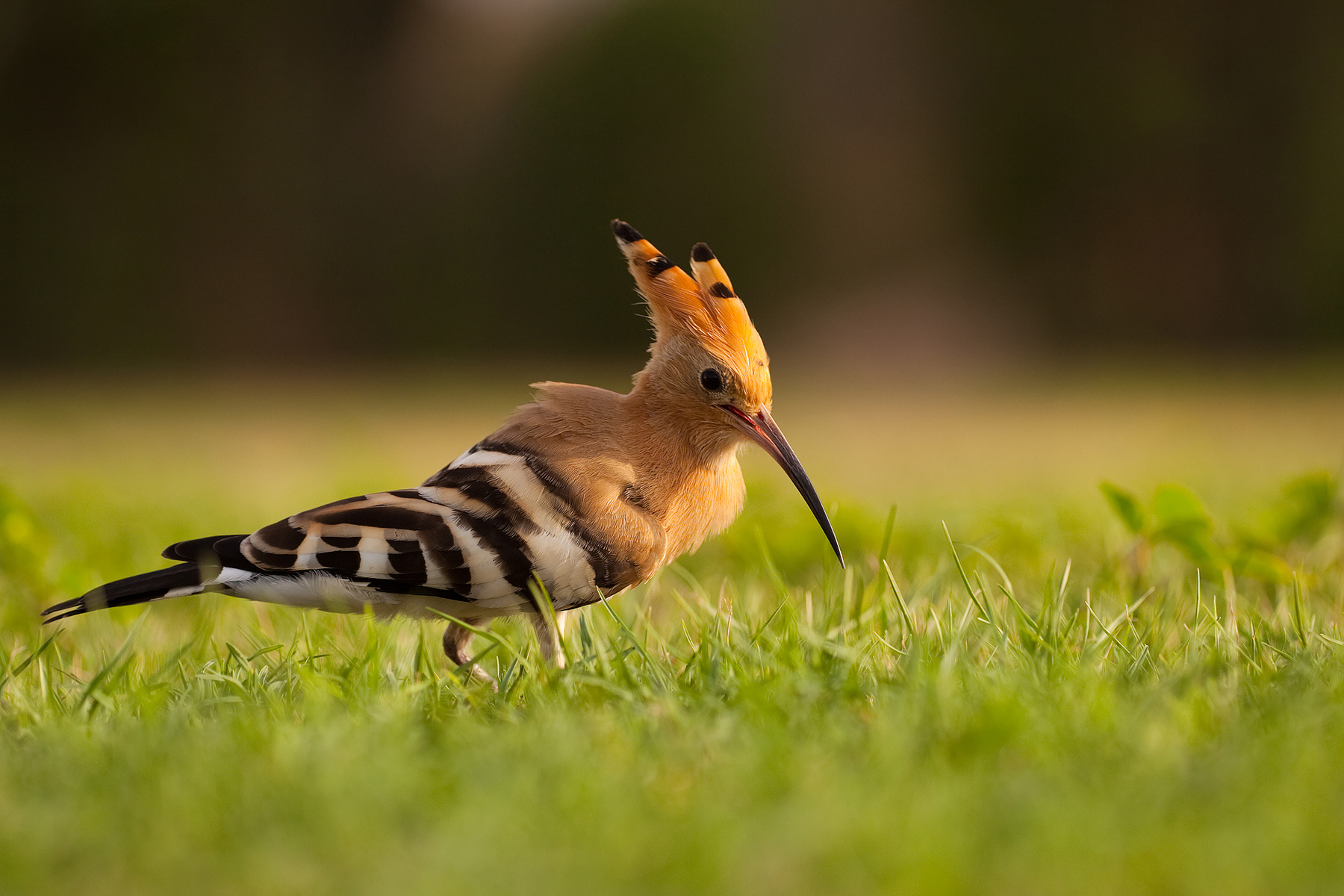 Hoopoe 