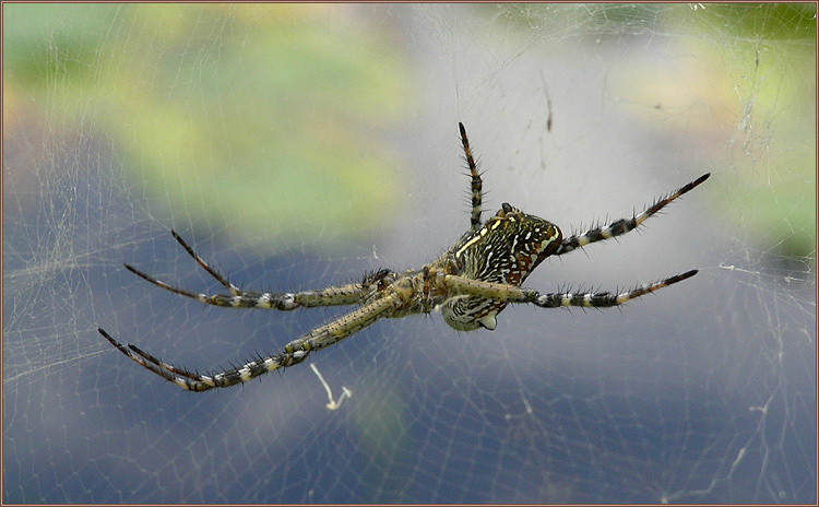 Cyrtophora moluccensis Cyrtophora moluccensis, Tent Spider