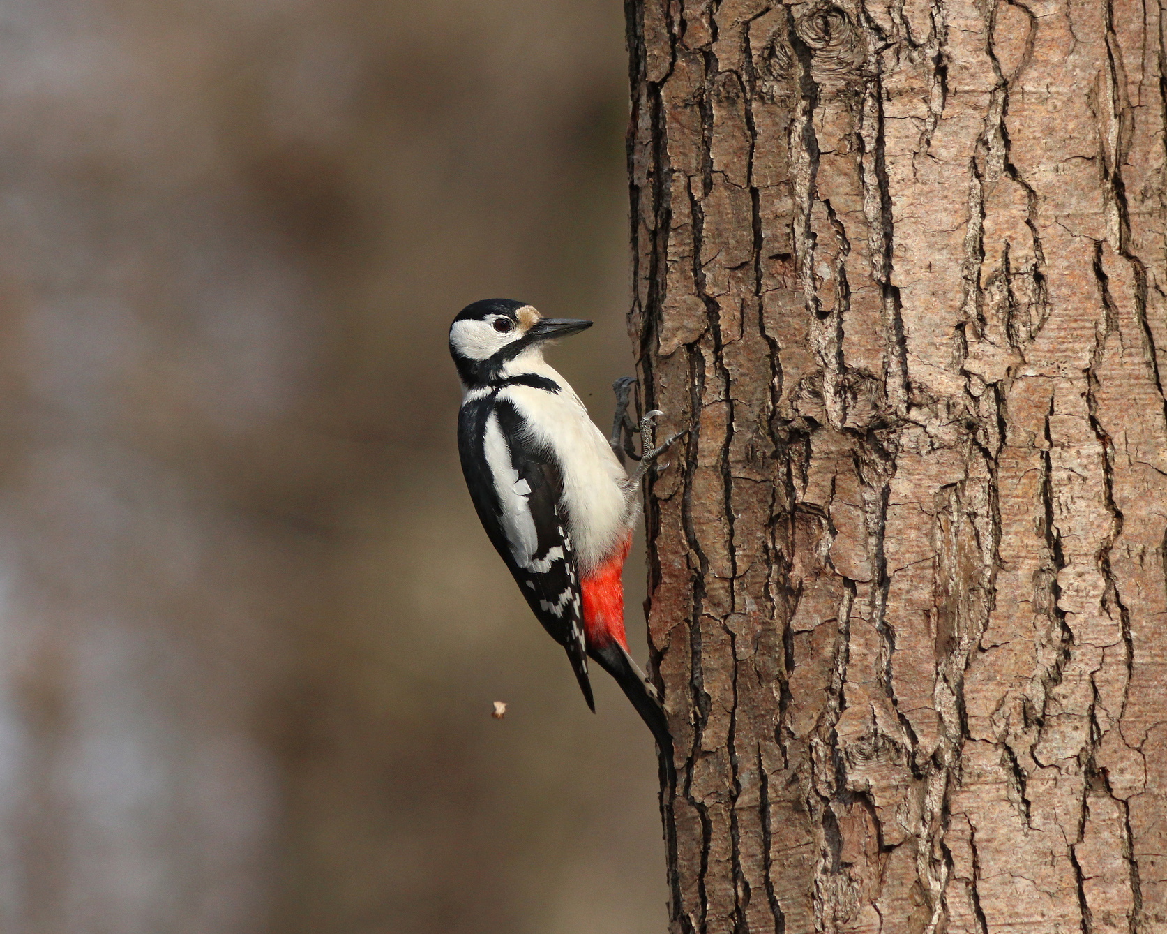 Весна пришла! Пора барабанить! Большой пёстрый дятел Dendrocopos major Great spotted woodpecker