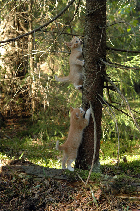 рыжие котики 