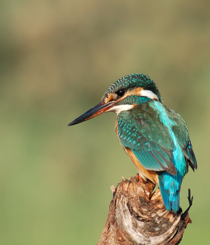 KingFisher 
