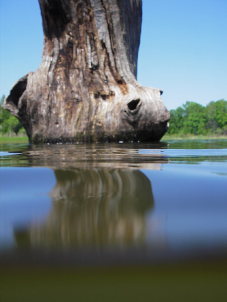 пень пень озеро вода лето