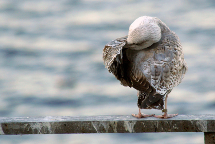 Приводим в порядок оперение серебристая чайка Larus argentatus