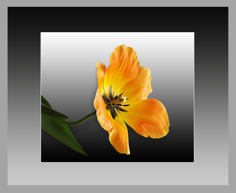 yellow tulip паспарту