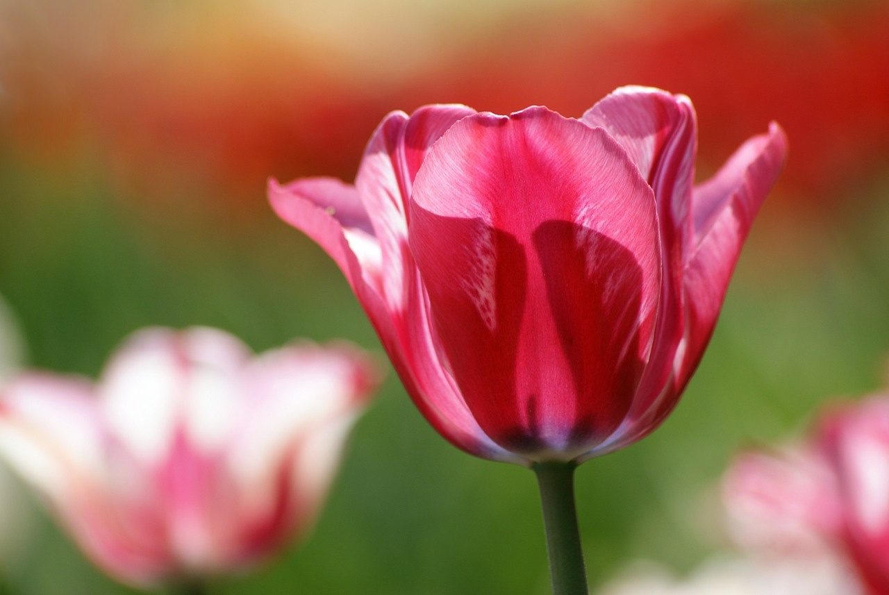 Скоро май цветы тюльпаны тюльпан tulip весна май природа