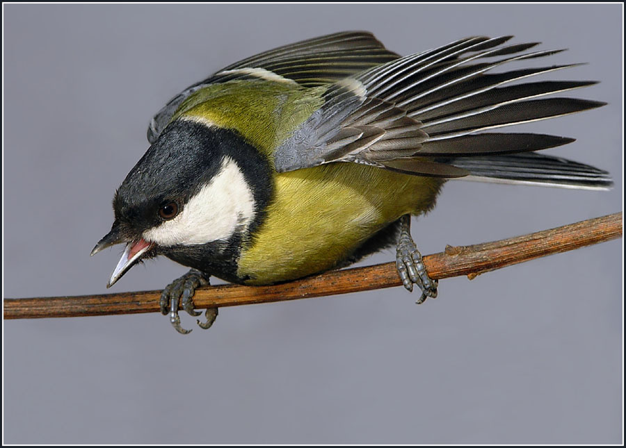 Большая синица - страшная птица. Болшая синица parus major