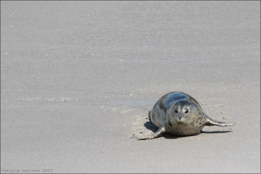 К своим. Тюлень Тихий океан Монтерей Monterey California Seal