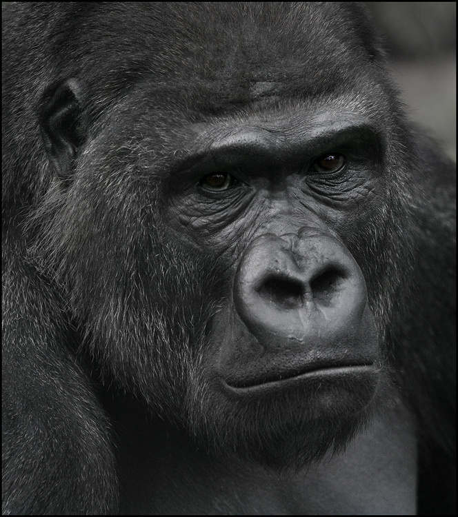 Homo Sapiens 