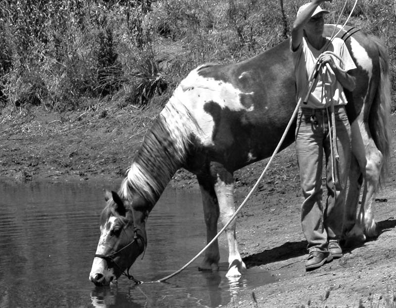 Сивка-Бурка horse