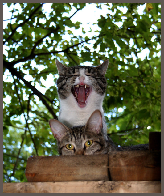 Зевает кот кошка зевает