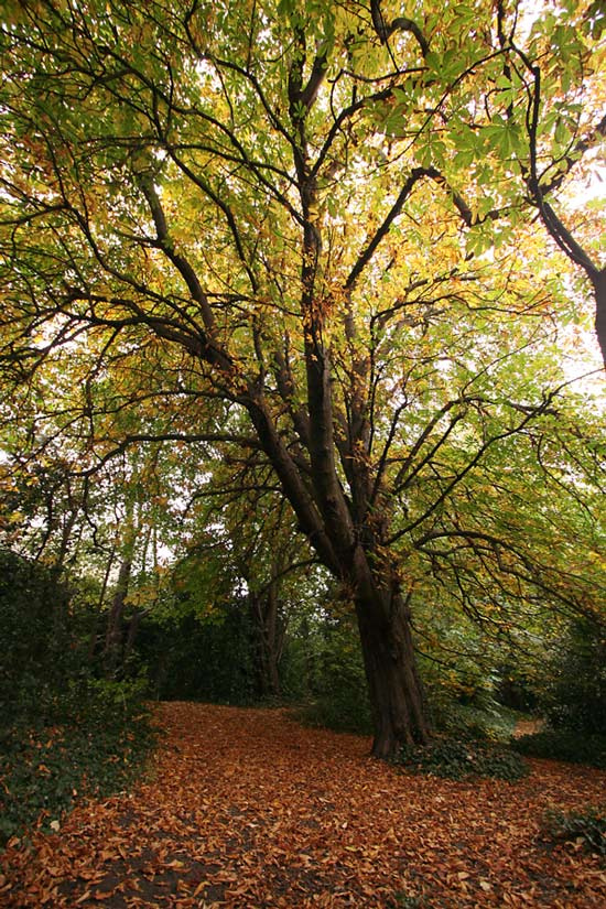 **** Autumn Park
