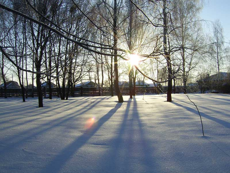 The Winter Sun зима солнце деревья