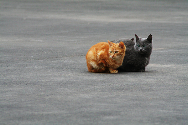 Шойтотам? коты, кошки, рыжий, черный