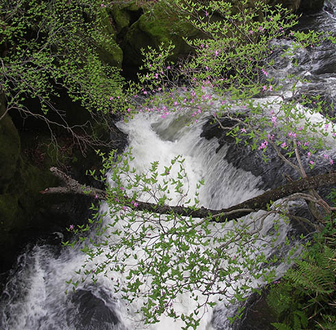 Цветы водопада Ryuzu waterfall japan nikko