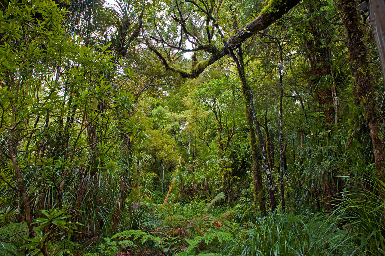 *** NZ kauri forest