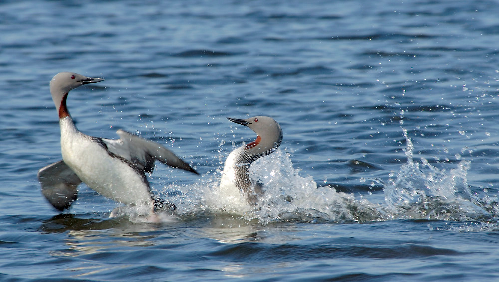Бегущие по волнам Краснозобая гагара, Gavia stellata, Red-throated Loon, Tobseda, Barents Sea, Arctic