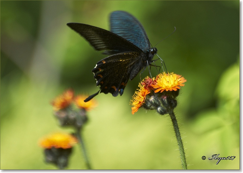 Butterfly лето бабочка сахалин цветы