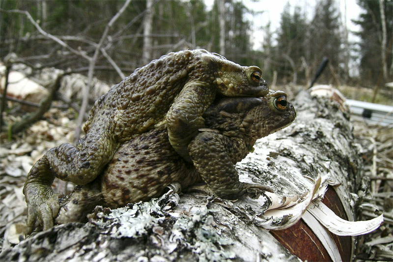 лягушачья радость макро, лягушки, любовь