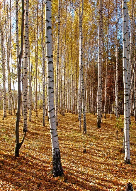 осень 