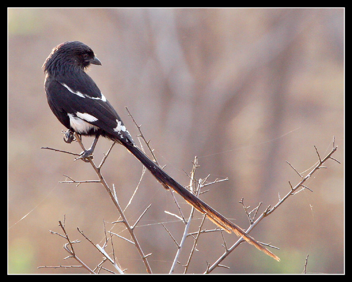 Длинный хвост (Magpie Shrike) Magpie Shrike