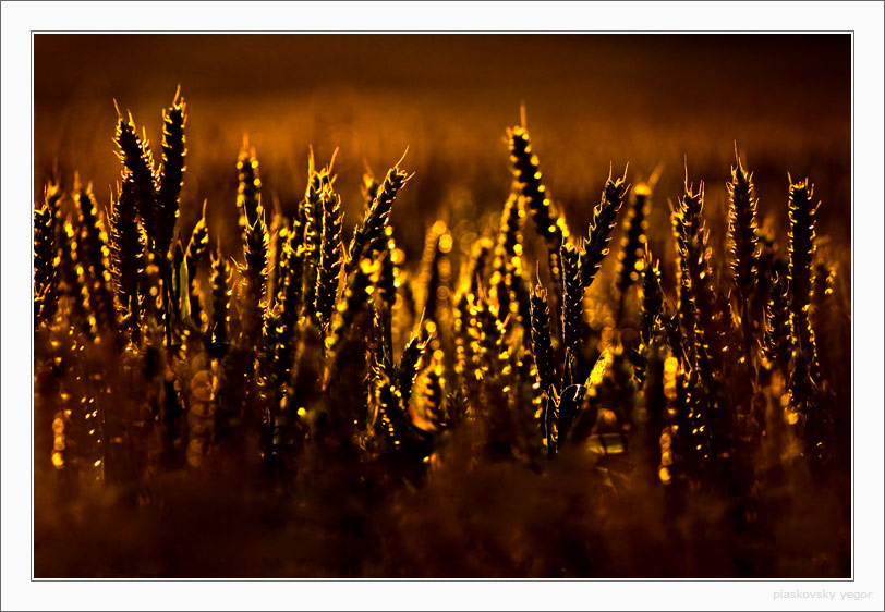 GOLDEN HARVEST golden harvest колосья закат вечер evening