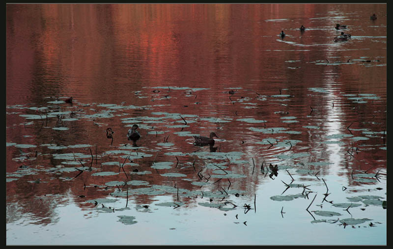 Pond 