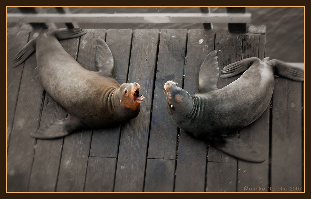 Это моё место! Морской лев Калифорния Sea lion California