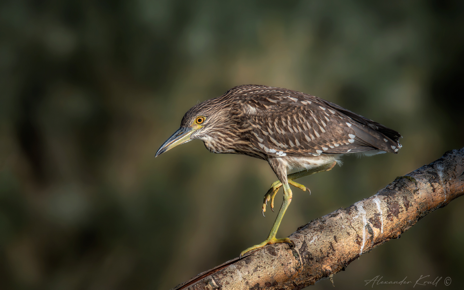 Гулёна цапля кваква nycticorax фотоохота