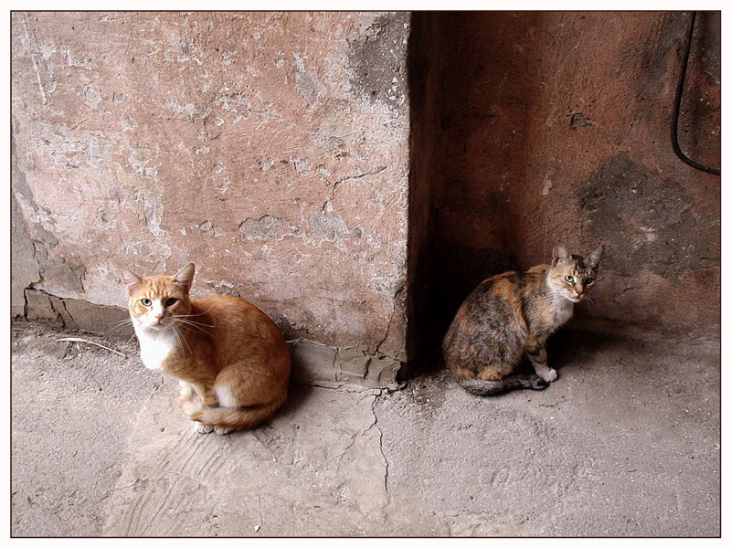КОТЫ ОДЕССЫ. За углом коты Одесса