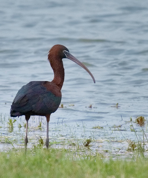 Ибис Каравайка (Plegadis falcinellus)